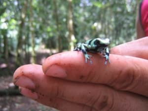 Poison Dart Frog