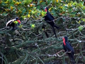 Frigate Birds